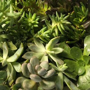 Meet your Posher, Keomeas